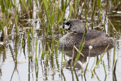 Pied-billed grebe.jpg
