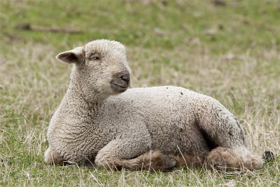 Southdown lamb.jpg