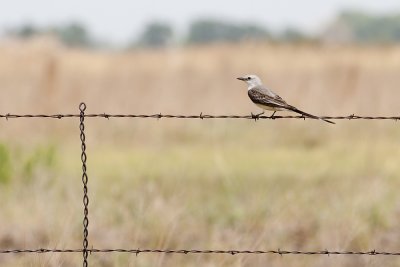 Scissor-tailed Flycatcher.jpg