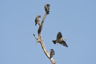 Juvenile Starlings.jpg