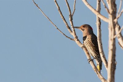 Yellow-shafted Flicker.jpg