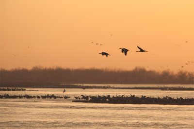 Sandhill cranes.jpg
