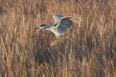 Black-crowned Night-heron.jpg