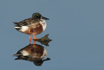 Northern Shoveler.jpg