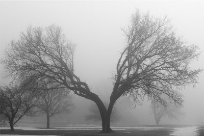 Foggy trees.jpg