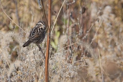Song Sparrow.jpg