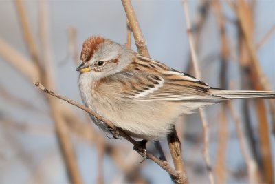 American Tree Sparrow.jpg