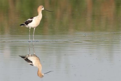 American Avocet.jpg