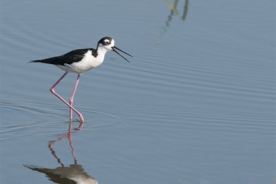 Black-necked Stilt.jpg