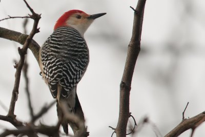 Red-bellied Woodpecker.jpg