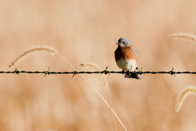 Eastern Bluebird.jpg