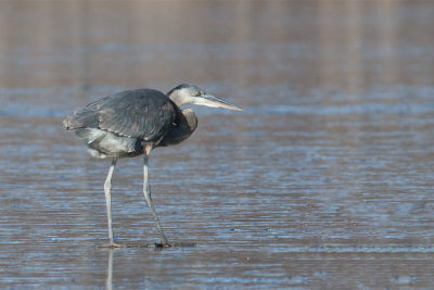 GBH on ice.jpg