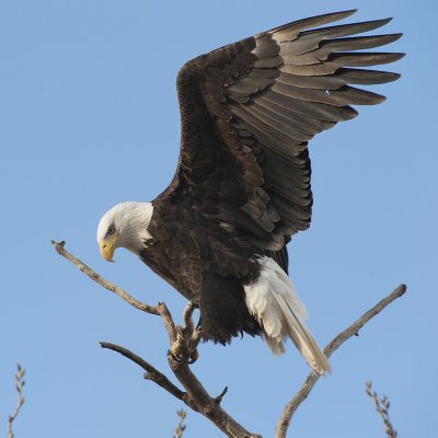 Bald Eagle landing.jpg
