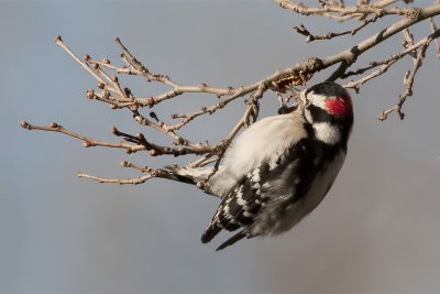 Downy Woodpecker.jpg