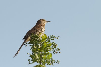 Brown Thrasher.jpg