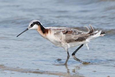 Wilsons Phalarope.jpg