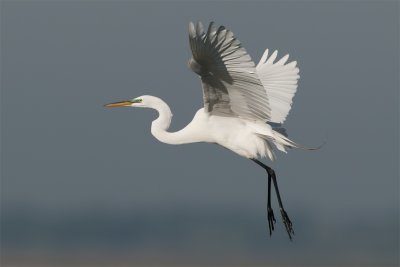 Great Egret coming in.jpg