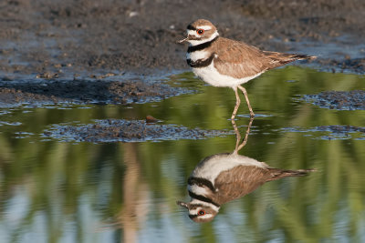 Killdeer.jpg