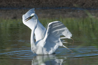 Great Egret landing.jpg