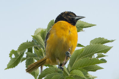 Baltimore oriole immature.jpg