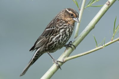 Red-winged blackbird female.jpg