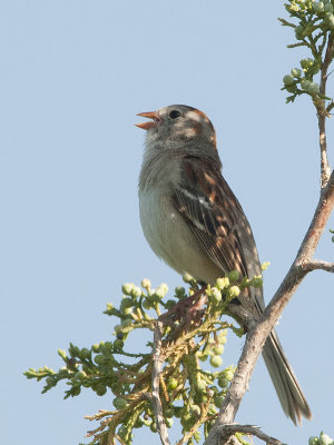Field sparrow.jpg
