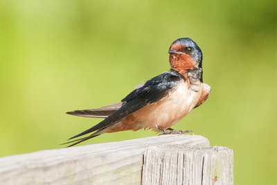 Barn swallow.jpg