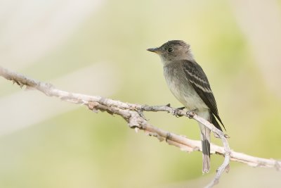 Eastern Wood-Pewee.jpg
