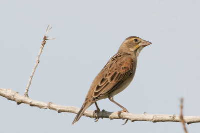 Dickcissel female.jpg