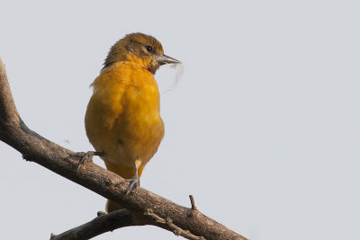 Baltimore Oriole female.jpg