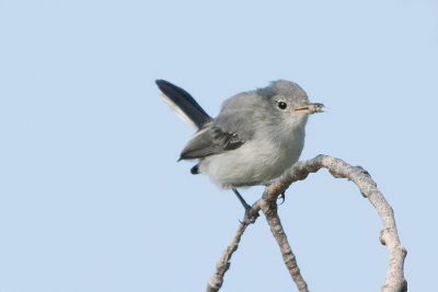 Blue-gray Gnatcatcher2.jpg