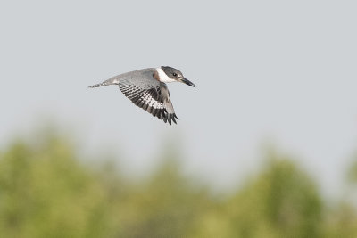 Belted Kingfisher female.jpg