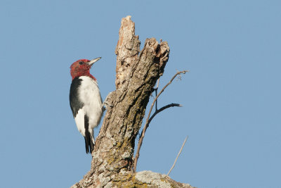 Red-headed.jpg