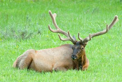 elk