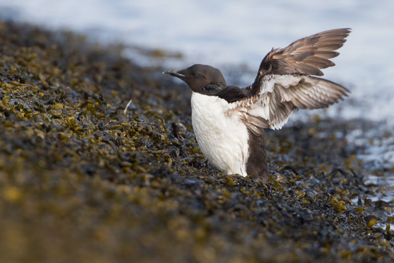 Brnnichs Murre - Kortbekzeekoet