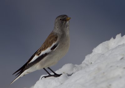 Snow Finch - Sneeuwvink