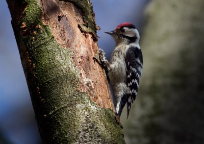 Lesser Spotted Woodpecker - Kleine bonte specht