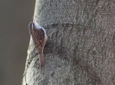 Central European Treecreeper - Kortsnavelboomkruiper