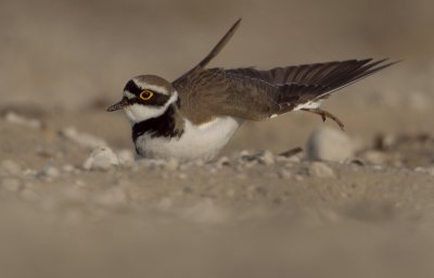 Little Ringed Plover - Kleine plevier