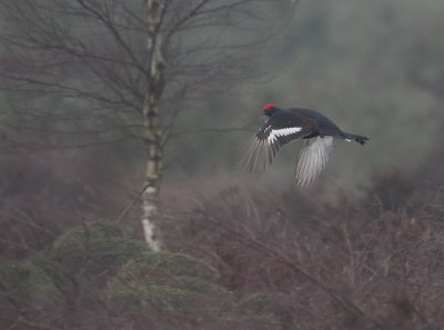 Black Grouse - Korhoen
