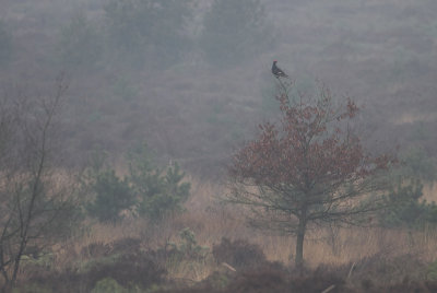 Black Grouse - Korhoen