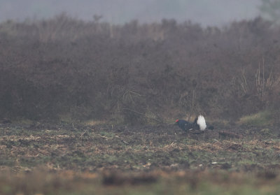 Black Grouse - Korhoen