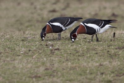 Red-breasted Goose - Roodhalsgans