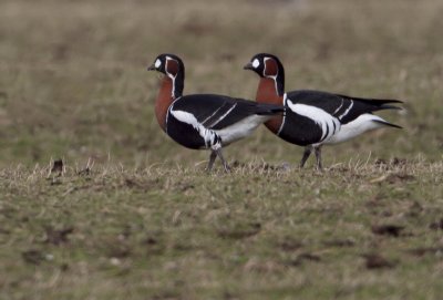 Red-breasted Goose - Roodhalsgans