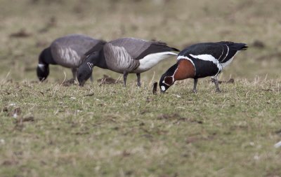 Red-breasted Goose - Roodhalsgans