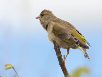 Greenfinch - Groenling