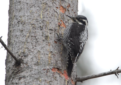 Three-toed Woodpecker - Drieteenspecht