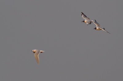 Ross's Gull - Ross' Meeuw