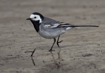 Pied Wagtail - Witte kwikstaart