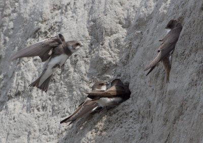 Sand Martin - Oeverzwaluw